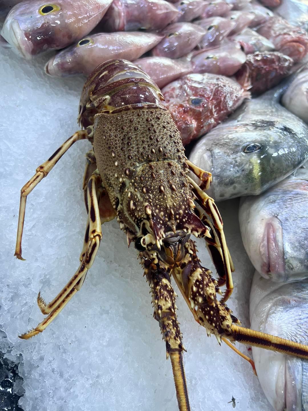 Langouste