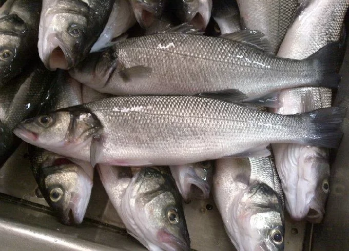 Loup-De-Mer